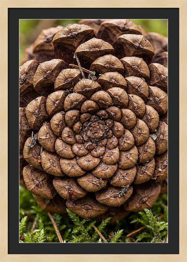 Pinecone Fibonacci Spiral
