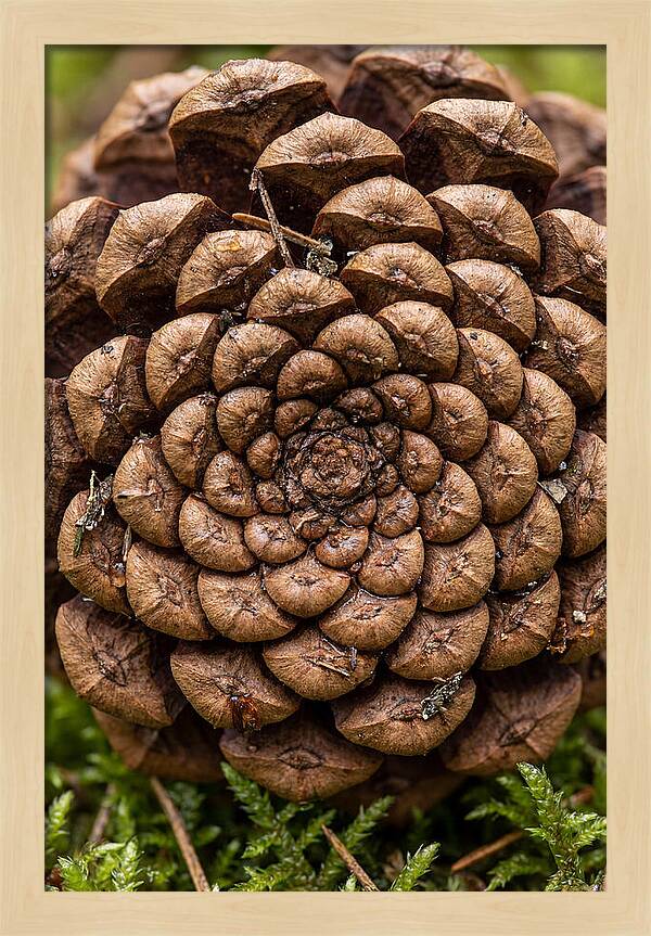 Pinecone Fibonacci Spiral