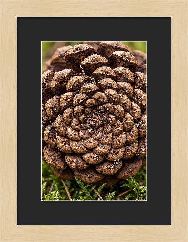 Pinecone Fibonacci Spiral