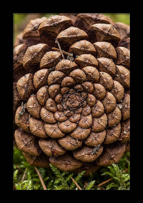 Pinecone Fibonacci Spiral
