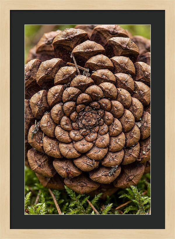 Pinecone Fibonacci Spiral