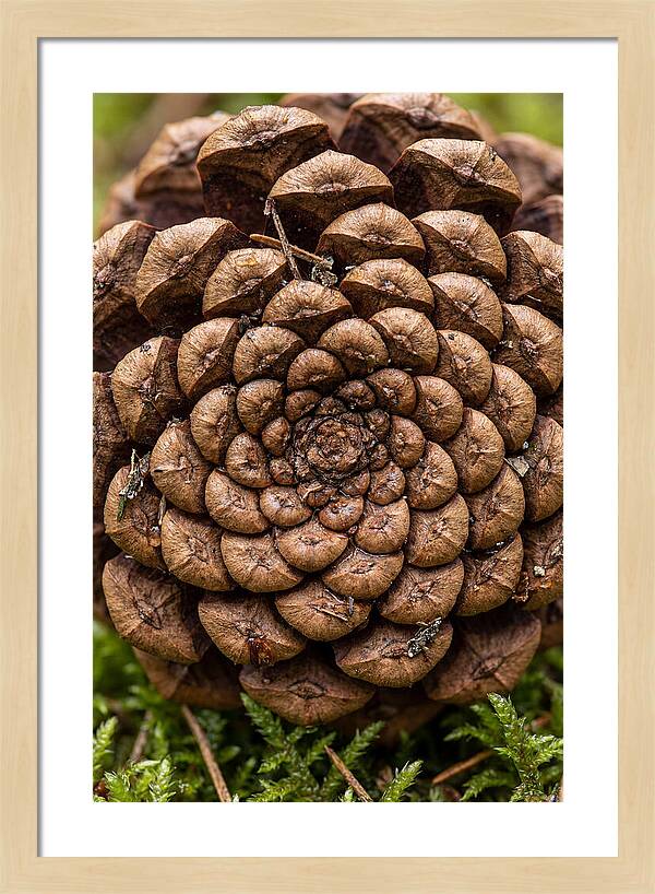Pinecone Fibonacci Spiral
