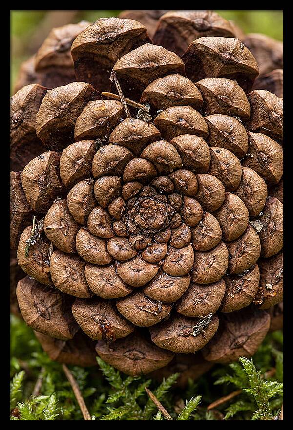 Pinecone Fibonacci Spiral