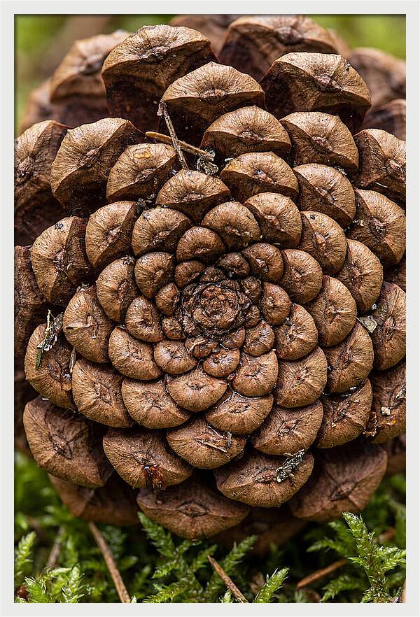 Pinecone Fibonacci Spiral