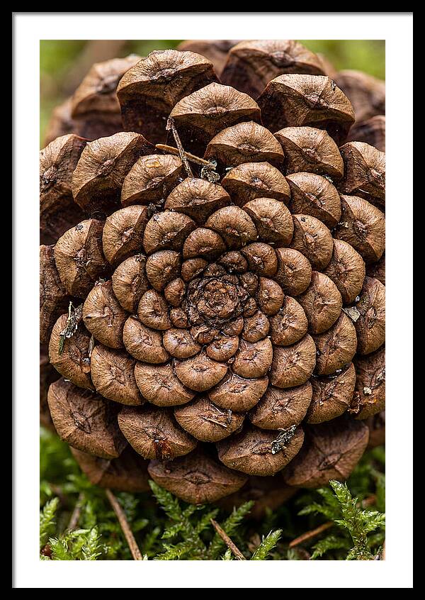 Pinecone Fibonacci Spiral