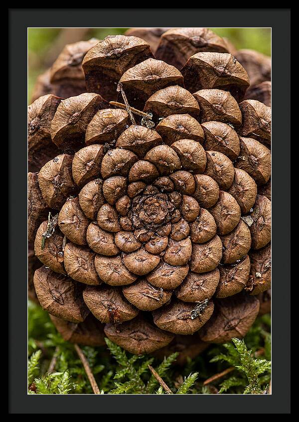 Pinecone Fibonacci Spiral