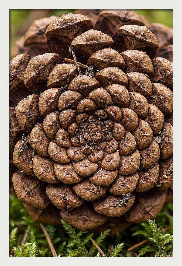 Pinecone Fibonacci Spiral