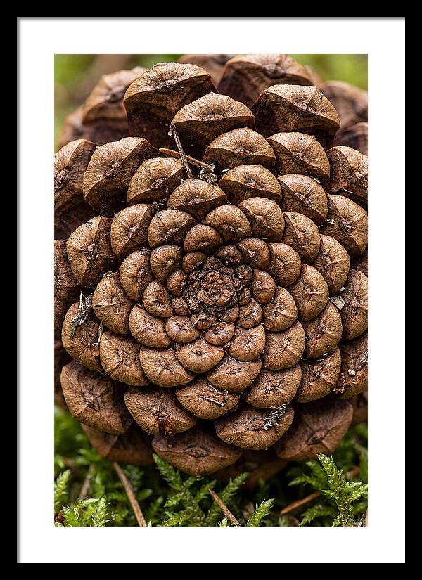 Pinecone Fibonacci Spiral