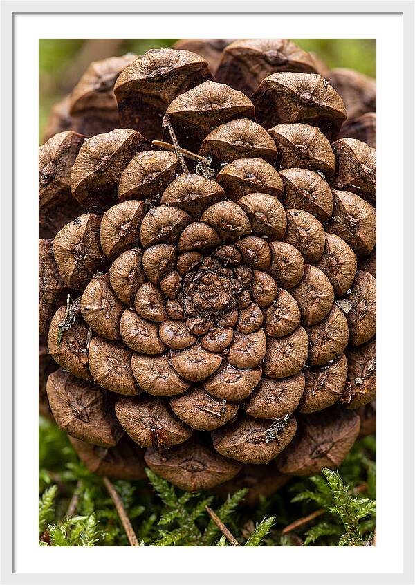 Pinecone Fibonacci Spiral