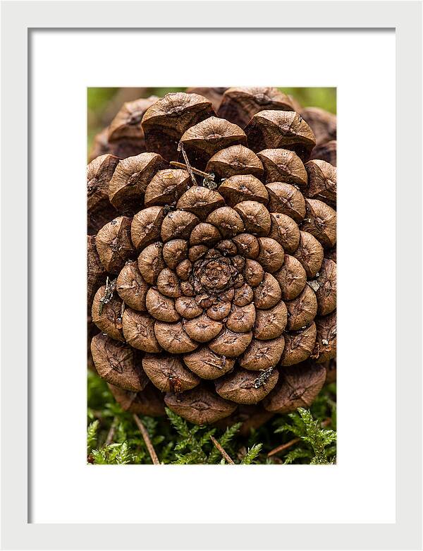 Pinecone Fibonacci Spiral