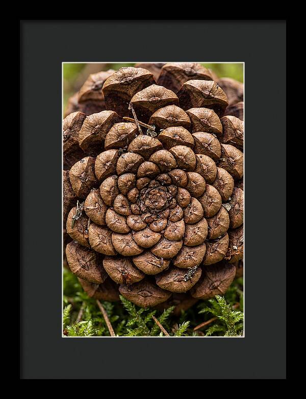 Pinecone Fibonacci Spiral