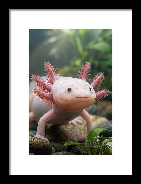 Pink Axolotl