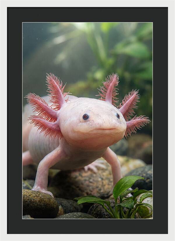 Pink Axolotl