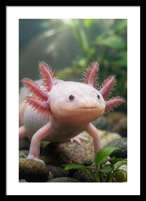 Pink Axolotl