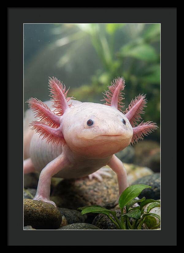 Pink Axolotl