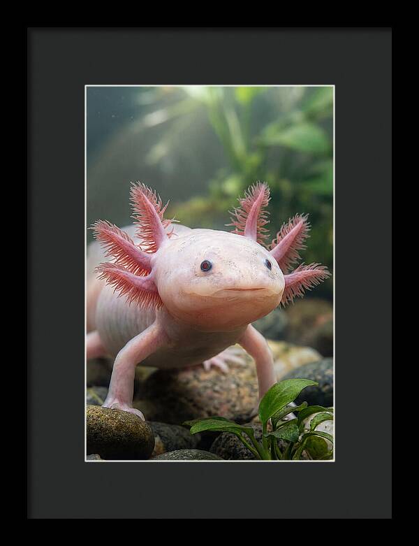 Pink Axolotl