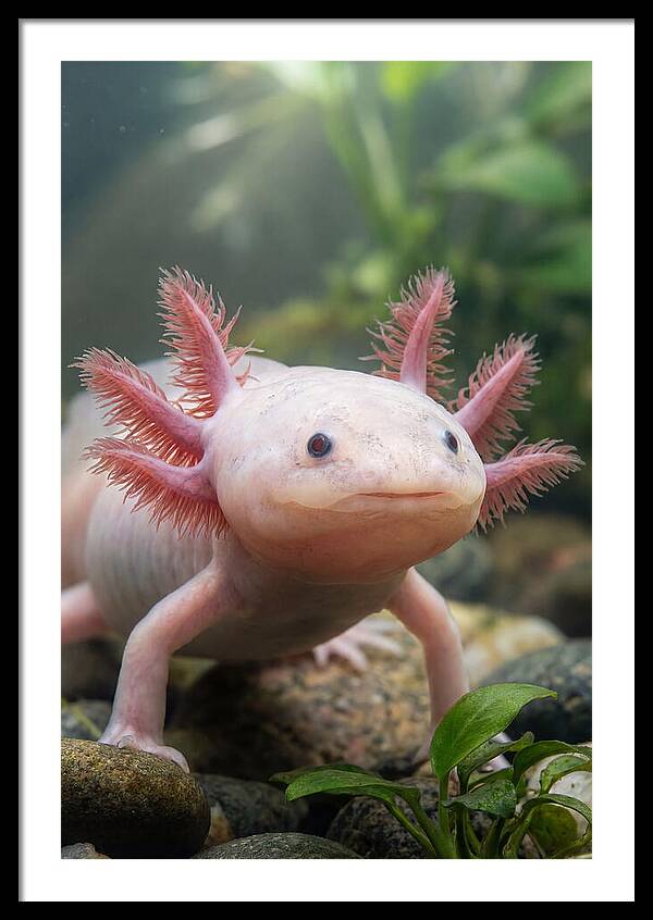 Pink Axolotl