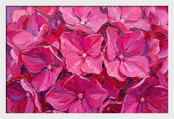 Pink Hydrangea Blooms