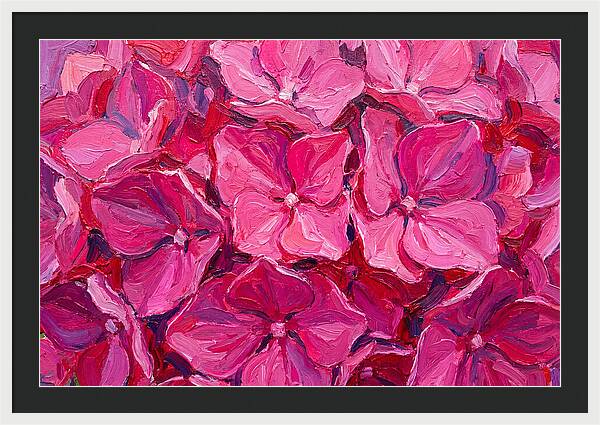 Pink Hydrangea Blooms
