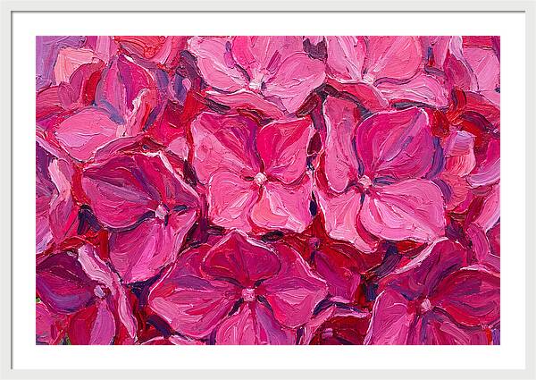 Pink Hydrangea Blooms