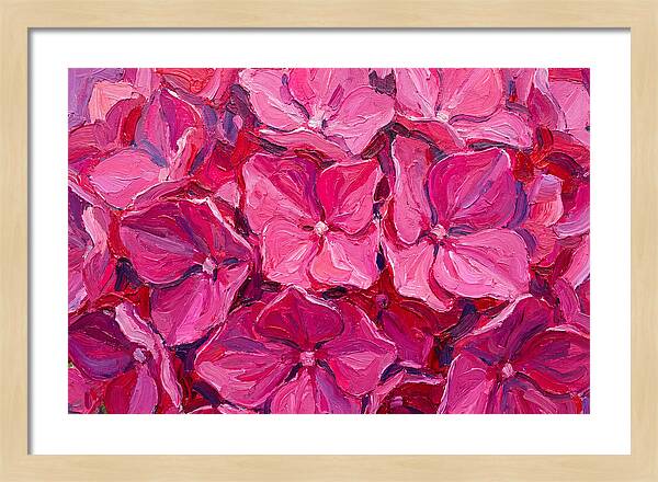 Pink Hydrangea Blooms