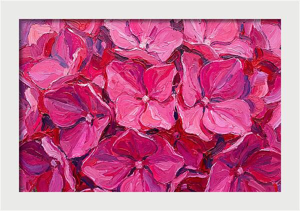Pink Hydrangea Blooms