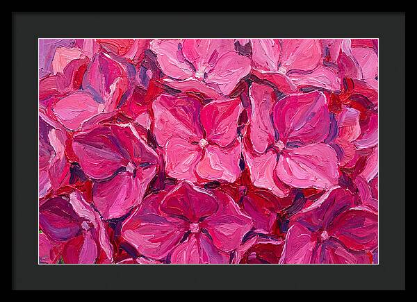 Pink Hydrangea Blooms