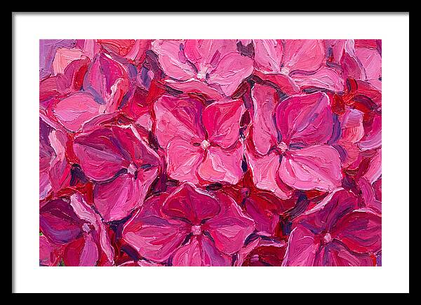Pink Hydrangea Blooms