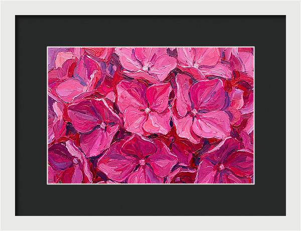 Pink Hydrangea Blooms