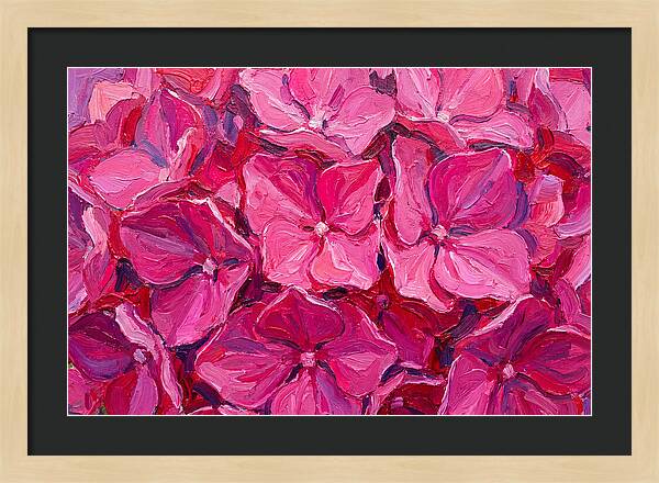 Pink Hydrangea Blooms