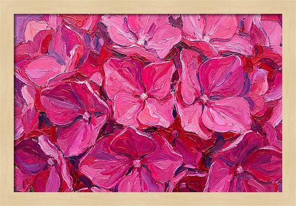 Pink Hydrangea Blooms