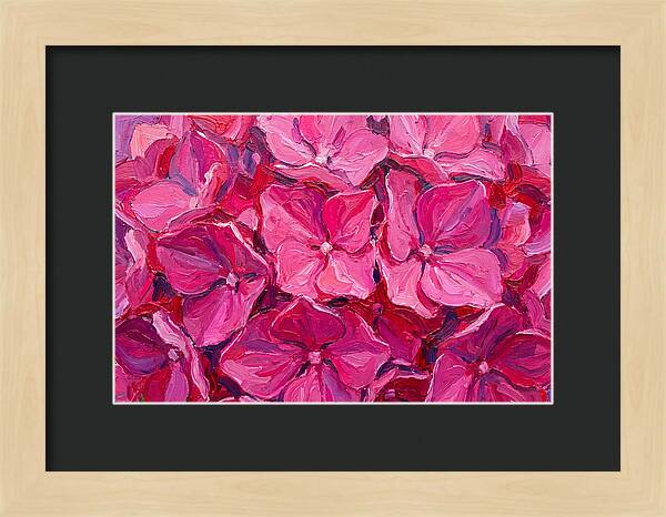 Pink Hydrangea Blooms