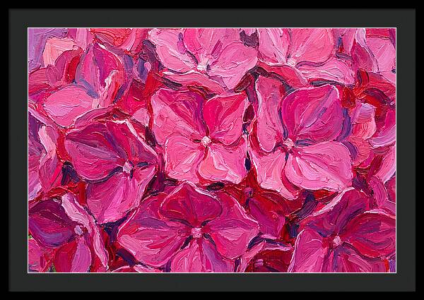 Pink Hydrangea Blooms