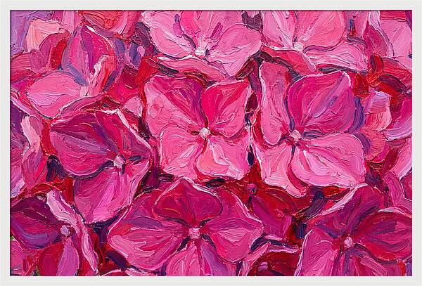 Pink Hydrangea Blooms