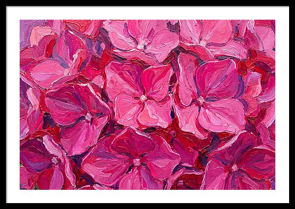 Pink Hydrangea Blooms