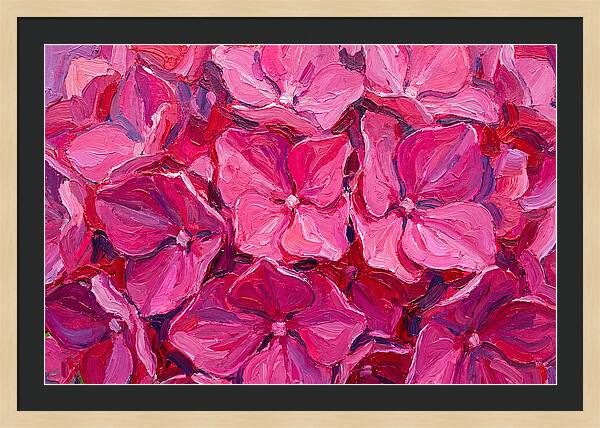 Pink Hydrangea Blooms