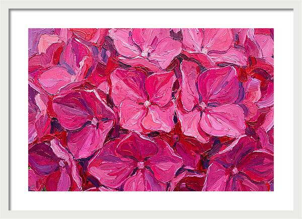Pink Hydrangea Blooms