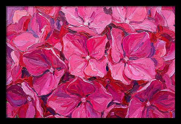 Pink Hydrangea Blooms
