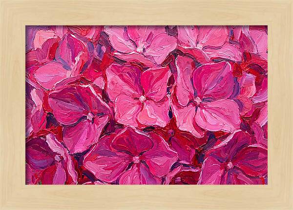 Pink Hydrangea Blooms