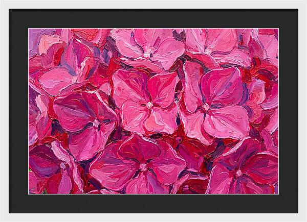 Pink Hydrangea Blooms