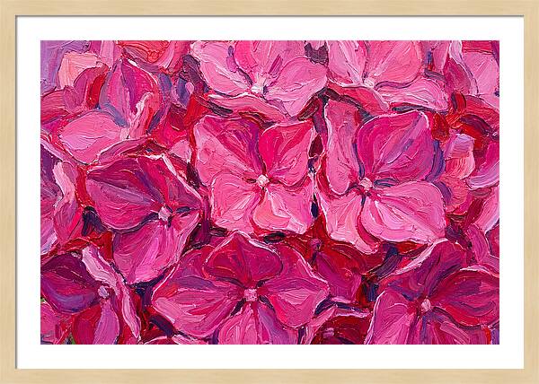 Pink Hydrangea Blooms