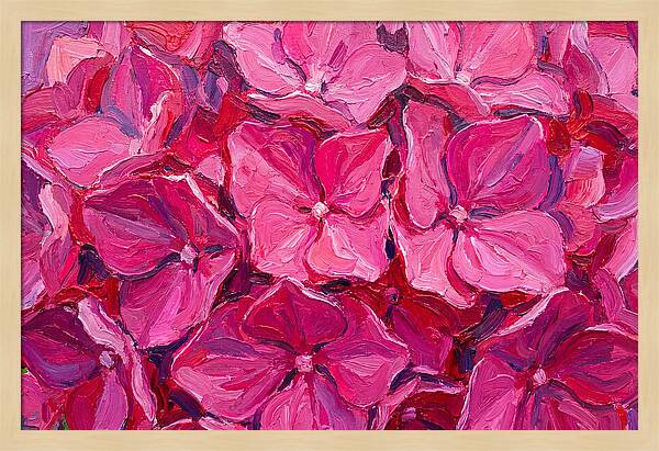Pink Hydrangea Blooms