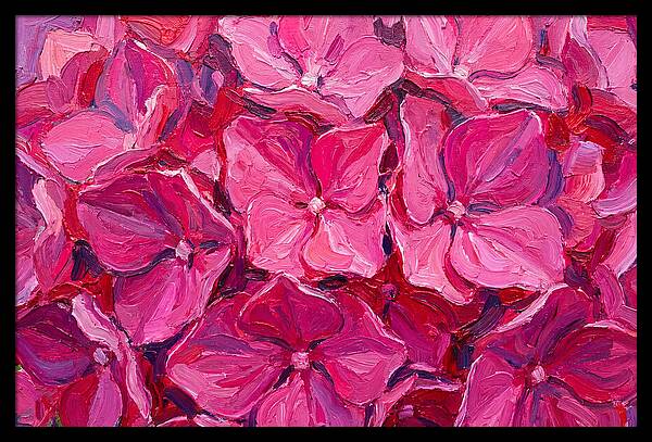Pink Hydrangea Blooms