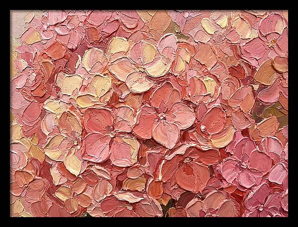 Pink Hydrangea Blossoms