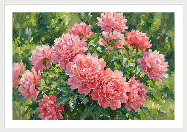 Pink Peonies In Bloom