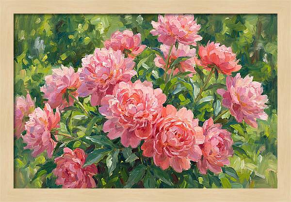 Pink Peonies In Bloom