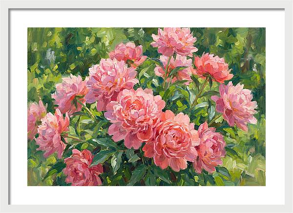 Pink Peonies In Bloom