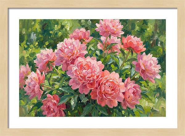 Pink Peonies In Bloom