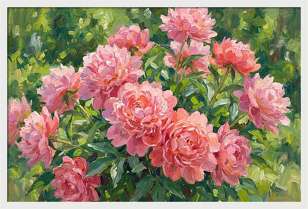 Pink Peonies In Bloom