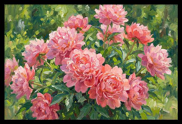 Pink Peonies In Bloom